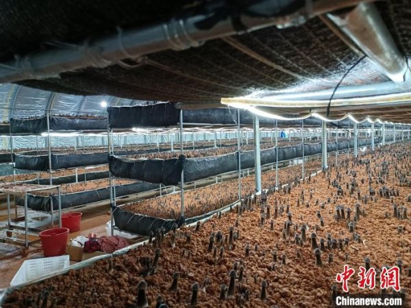万博客户端app下载 发展鸡枞菌特质培植   湖南零陵产业富民